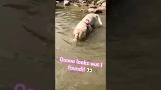 A lab doing lab things at the lake 🤦🏻‍♂️#labrador #dog #funny #pets #cute #lake #swimming #doggo