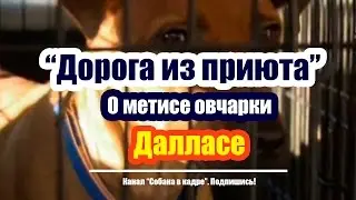 О метисе овчарки Далласе. 