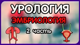 Урология. Лекция 4. Эмбриология половой (репродуктивной) системы.
