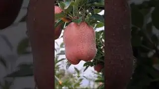 गरीबों का सेब🍎 किसे कहा जाता है?🤔 || #shorts