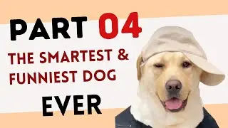 Funny Dog Compilation [Part 4]