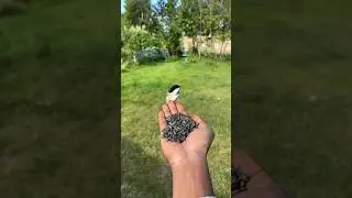Simple joys of life, feeding animals that visit the backyard garden #shorts #animals