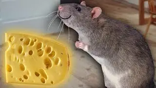 KILLING HUMANS FOR CHEESE! | Rat Simulator