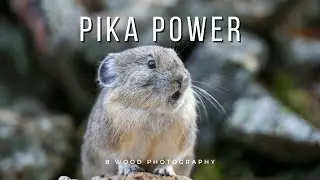 Little Chief Hare || The American Pika:  5 Interesting Facts 🐭