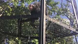 Шимпанзе в Тайгане