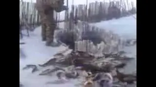Грузовик рыбы за пару минут-Супер порыбачили