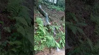 Rizenin Yağmuru, Çay Bahçeleri Sisli Havası, Su Sesi🌱🍃#travel #keşfet #karadeniz #rize #switzerland