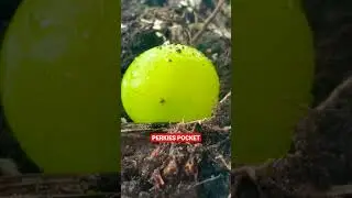 Green Grapes for Mealworms #shorts #perkiespocket #grapes