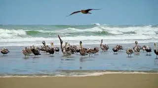 Pelican Gathering at Low Tide on Cape Disappointment.