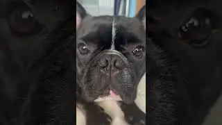 Носик❤️
