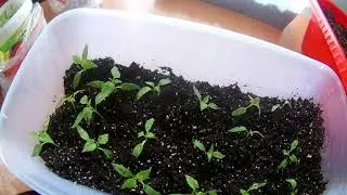 пересадка перцов