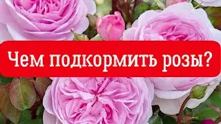 ЧЕМ ПОДКОРМИТЬ РОЗЫ ДЛЯ ПЫШНОГО ЦВЕТЕНИЯ? ПОДКОРМКА КРУПНОЛИСТНОЙ ГОРТЕНЗИИ.