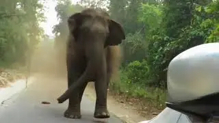 Gajah Ngamuk