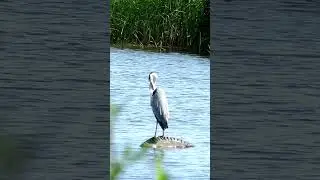 Цапля / Heron