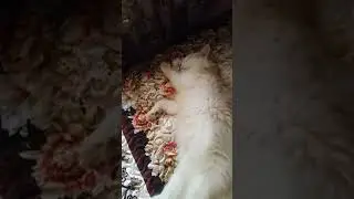 Туся спит.;)