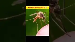 mosquito facts 😱