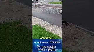 бой не состоялся #майнкрафт #minecraft #sancraft #серверамайнкрафт #кот #животные