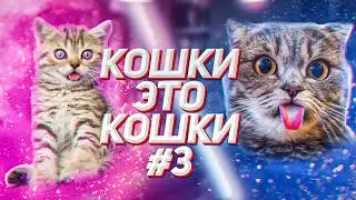 КОТЫ и КОШКИ ПРИКОЛЫ 2021 ЛУЧШИЕ ПРИКОЛЫ С ЖИВОТНЫМИ