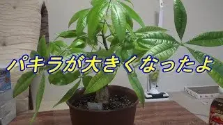 【育て方】観葉植物ダイソーのパキラがこんなに大きくなりました。