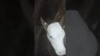 Наконец-то осеменили корову