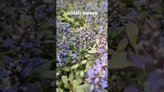 #asmr #природа #живучка #цветочки #звукиприприроды #весна