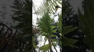 Про дурачка / блокфлейта