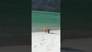 Dog puppy playing on the beach 🏖️#9viral#ytshorts