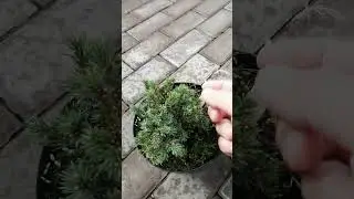 Ель канадская Эхиниформис.