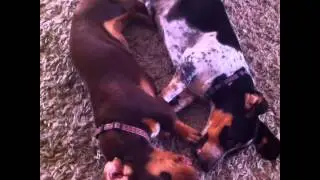 How to get your dogs to stop fighting