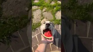 Необычный обед алабая: арбуз - любимое лакомство!    