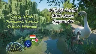 🐢🦢Planet Zoo állatok #155 | Görög teknős & bütykös hattyú - A lassú, a bütykös és az utolsó