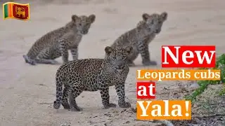 Endangered srilanka leopards new cubs when spot in yala national park | Yala Safari Kamesh