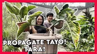 Propagation of Beautiful Giant ‘Jungle Fever’ and Huge ‘ Dark Lord’ | Amazing Philodendron Plant