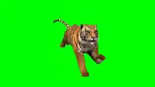 Tiger attack green screen