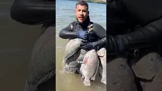 Tilapia Supermonster 