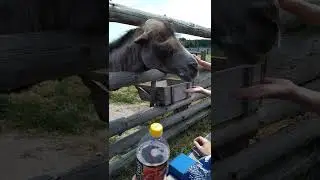 Кормим верблюда.