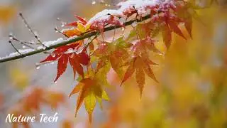 Beautiful Relaxing Music, Stress Relief, Relax ,Anxiety Disorders, Fears, Depression @NatureTech2021