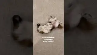 Заряжаю вас милотой на весь день😍🐾