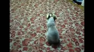 Кошачий испуг🐱😱😂