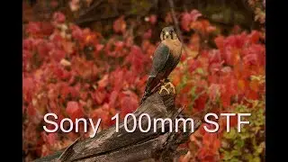 Sony 100mm STF GM, what's it like to actually shoot with it?