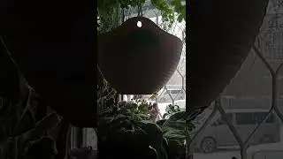 Тюльпаны ● Томск ● 04-03-2024