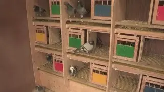 How To Look After Pet Pigeons