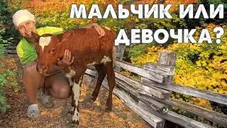 Отёл коровы // Наше деревенское хозяйство
