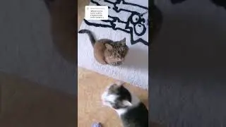 Хдыщ👿 Только боль, а они мазохисты сами идут😭#котовасенька