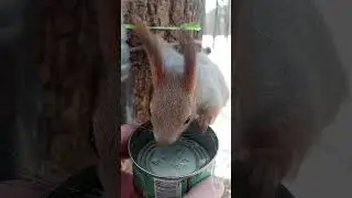 Напоил белку / I watered a squirrel