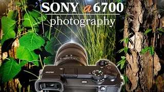Relaxing Nature Photography - Sony A6700 - Photography Anywhere