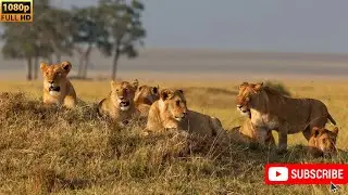 The Internal Conflict: Why Lions Attack Other Lions and Lion Cubs