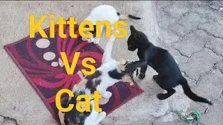 Who win the game - Cat or Kitten