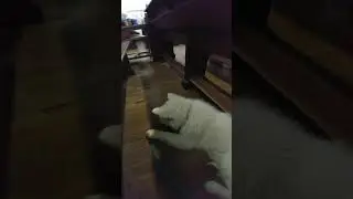 perrito blanco escucha el violín