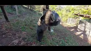 Naša Maša- Medved koji redovno vjezba